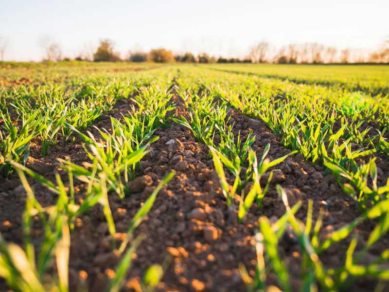 Agriculture & Food