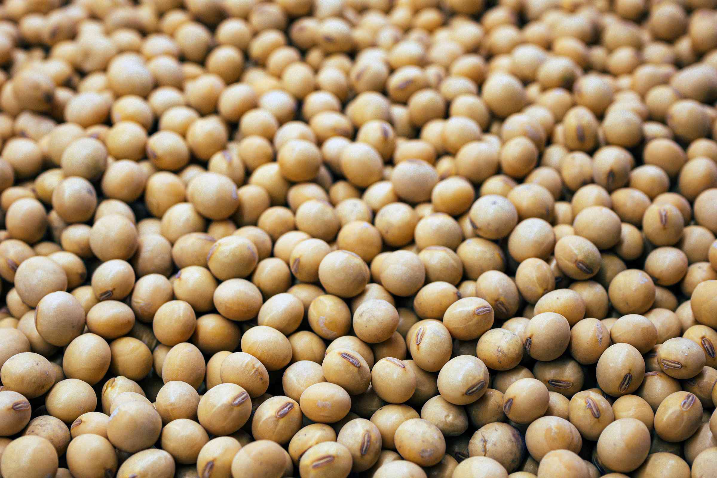 RIZOBAKT Soya (K.Zh.F.)